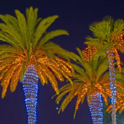 Christmas light display in a group of palm trees at night.